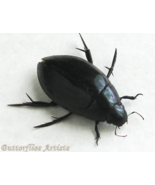 Giant Black Water Beetle Hydrophilus Triangularis Framed Entomology Shad... - €45,17 EUR