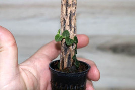 RHAPHIDOPHORA CRYPTANTHA “SHINGLE PLANT” CREEPING AROID MOUNTED1 - $27.00