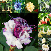 100 Seeds datura Rare Exotic Fragrant Flower Plant Purple Mandala Moon flower  - £23.19 GBP