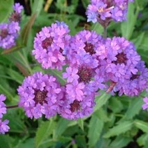 50 Verbena Vervain Softest Purple Perennial Flower Seeds Fresh Seeds Fast Shippi - $23.64