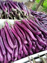 Hangzhou Eggplant - Slim and Tasty, 1 BAG 100 SEEDS D - £9.70 GBP