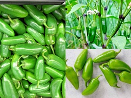 100+JALAPENO Hot Pepper Vegetable Seeds Summer Garden Patio Container - £13.35 GBP