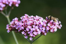 100 Pc Seeds Verbena Bonariensis Plant, Purpletop Tall Vervain Seeds | RK - £15.69 GBP