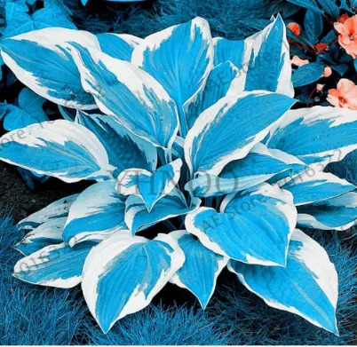 Hosta Seeds. Color Blue. Colorful Hosta flores Indoor Seeds - $4.45