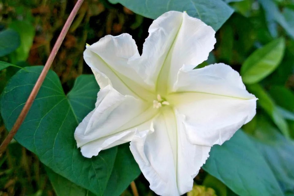 Moonflower Flower Wildflower 20 Seeds - £8.03 GBP