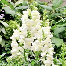 US Seller 100 Seeds Snapdragon Snowflake Blooms Spring-Fall White Up To - £7.77 GBP