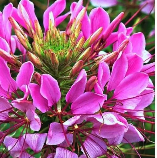 Cleome Mauve Queen Flower 50 Seeds - £7.51 GBP