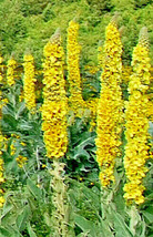 Great Mullein 1000 Seeds Wooly Mullein Hardy 6 10&#39; Tall Verbascum Seeds ... - £10.69 GBP