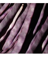 Rare Purple Peacock Climbin Beans Seeds - Stunning Purple Pods - Fast Gr... - €4,02 EUR+