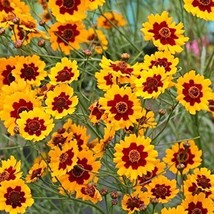 Plains Coreopsis Seeds 300 - £7.85 GBP