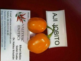 Aji Jobito Chili - 5+ seeds - CH 172 - $2.99
