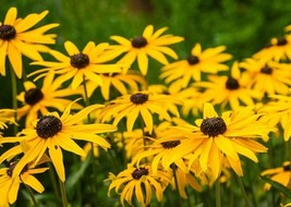 AD Black Eyed Sn Rudbeckia Seeds 2000 Yellow Flower Home Garden - $18.19 CAD