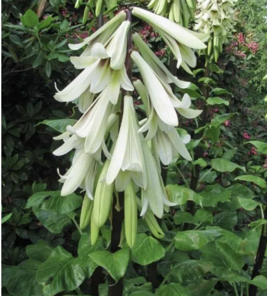 10+ Giant Himalayan Lily Seeds Stunning Large Cardiocrinum Giganteum Fresh Garde