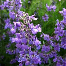 Faassen S Catnip Seeds Nepeta X Faassenii 30 Seeds USA SELLER Fast Shipping - £23.09 GBP