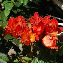 African Tulip Tree Seeds Spathodea Companulata 5 Seeds Gardening USA SELLER - $17.94