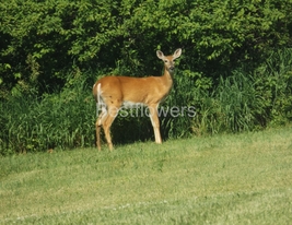 Female Deer - 8x10 Unframed Photograph - $17.50
