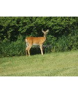 Female Deer - 8x10 Unframed Photograph - $24.21 CAD