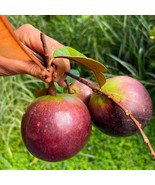 Big Purple Star Apple Chrysophyllum Caimito Live Fruit Tree 2-3Ft Fresh ... - $99.50
