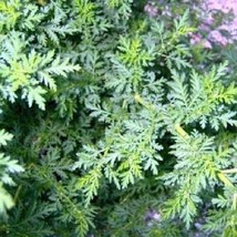 Fresh Seeds 100 Artemisia Sweet Annie Sweet Aromatic Perennial Flower Seeds - £16.26 GBP