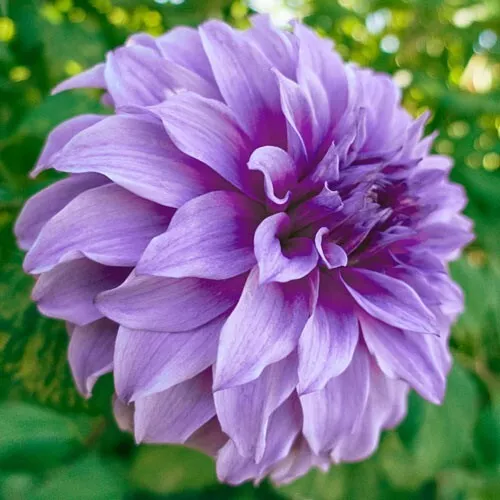 1 - Dinnerplate Dahlia VASSIO MEGGOS Flower Bulb Tuber Clump EYE POPPING... - $44.91 CAD