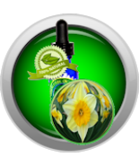 Narcissus Daffodil  (Narcissus Poeticus) Absolute Essential Oil - $8.00+