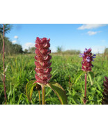 200 HEAL ALL Medicinal Herb Seeds BULK Self-Heal, All-Heal (Prunella Vul... - $6.89