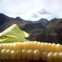 35 Peruvian Giant Yellow Corn Seeds-1136B - £3.18 GBP