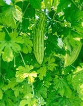 12 Organic Green Skin Long Bitter Gourd Seeds , Khổ Qua Mỡ Trái Dài, 2024 Season - £2.67 GBP