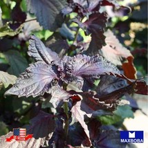 Shiso Herb Seeds (Perilla) Purple (Red) - Non-Gmo Heirloom Garden Usa Shipping - £5.08 GBP