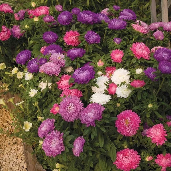 Aster Seeds Double Rainbow Mix 100 Seeds Callistephus Flower Seeds Fresh Seeds - $25.50