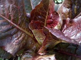 1000 Red Romaine Lettuce Seeds Heirloom Seed 2024 Non-Gmo Fresh Garden - £5.06 GBP