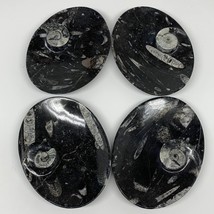 4pcs,6&quot;x4.7&quot;x4mm Small Oval Black Fossils Orthoceras Ammonite Bowls Dishes,F357 - £51.14 GBP
