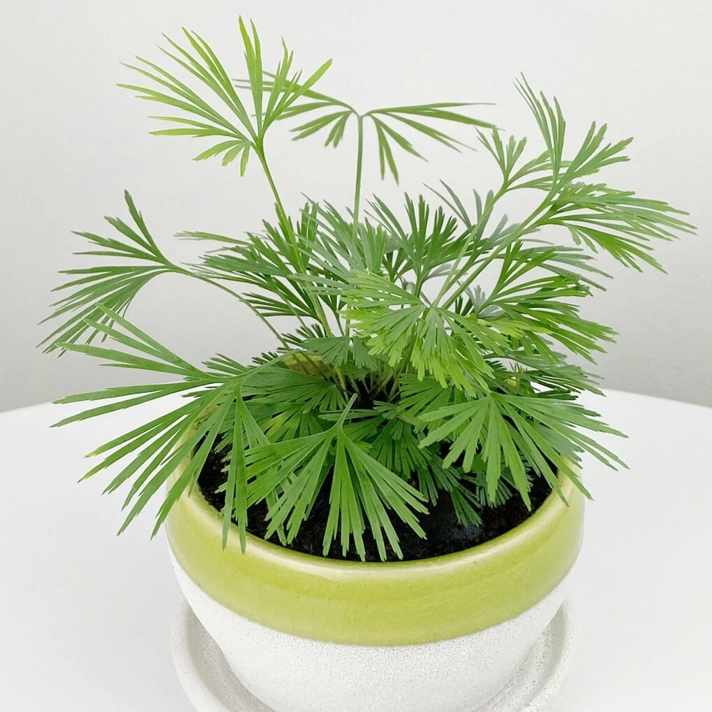 15+ Seeds Eyelash Fern   house plant  garden flowers - $11.39