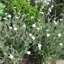 White Rose Campion Lychnis Coronaria Alba Cutting Favorite Albino Var 50... - $7.78