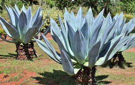 RARE AGAVE AMERICANA century plant @@ succulent exotic maguey aloe seed 50 SEEDS - £7.85 GBP