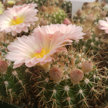 Cacti Notocactus roseoluteus cactus Succulent real live plant - £30.74 GBP