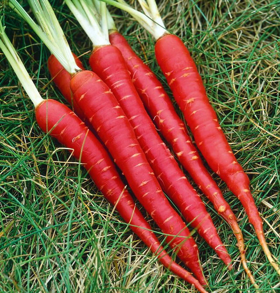 Blood Red Atomic Carrot 150 Seeds - NEW - Veggie - $15.07