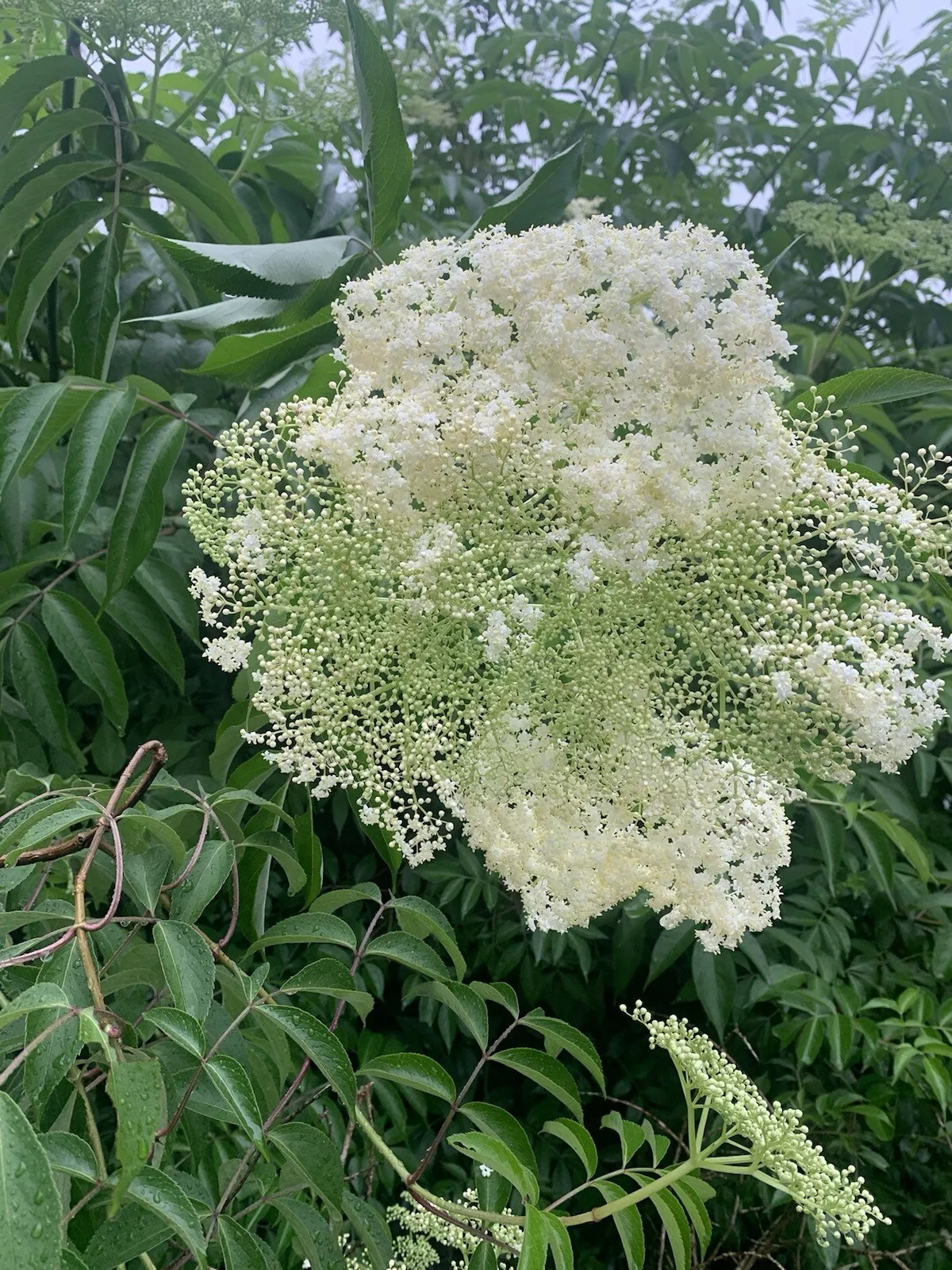 1 Elderberry Live Plant 5&quot; + Bare Root Native Edible Medicinal Wet Packe... - $37.60