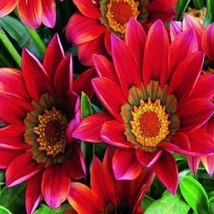 Th 30+ Gazania Kiss Mahogany Flower Seeds / DROUGHT-TOLERANT / Reseeding Annual - $15.56