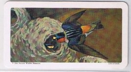 Brooke Bond Red Rose Tea Card #14 Cliff Swallow Canadian American Songbirds - $0.98