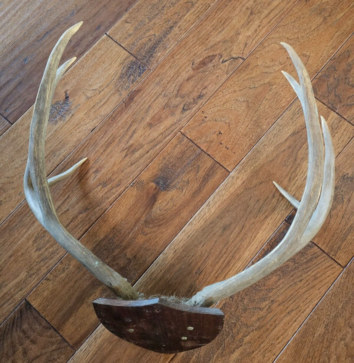22" wide 4x4 Colorado MULE DEER RACK antlers whitetail mount sheds taxidermy Item image 9