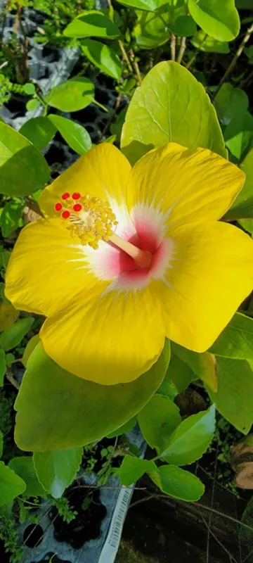 G_S Exotic Hawaiian Yellow Hibiscus Starter Live Plant 3 To 5 Inches Tall - $16.74