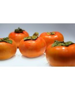 Live Plant Fuyu Persimmon Tree 1 To 2 Ft Sapling Seedling Diospyros Kaki... - $1,311.47 MXN