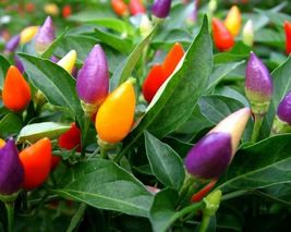 Mixed Colorful Hot Colorful Pod Pepper Chili, new hot ornamental vegetables high - £8.61 GBP