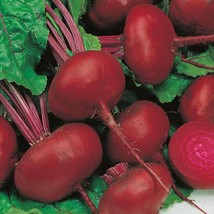 SEED- -Bolt Resistant Heirloom Beet Variety -Crosby&#39;s Egyptian Beet Seeds - €2,79 EUR+
