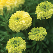 25 Nosento Limegreen Marigold Seeds Non-GMO, Heirloom, Fast Shipping - $8.96