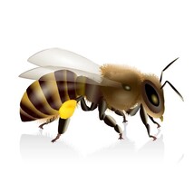 Pure Herbs: Bee Propolis- 4 oz. (Natural Herbal Extracts) image 3