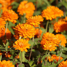 100 Zahara Double Bright Orange Zinnia Seeds USA Shipping - $9.96