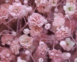 LKS Pink Baby'S Breath Seeds Non-Gmo Home Garden - $9.53