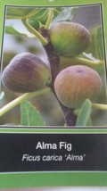 ALMA FIG TREE Live 4&#39;-6&#39; Plant Fruit Trees Healthy Figs Plants Home Garden - £111.08 GBP